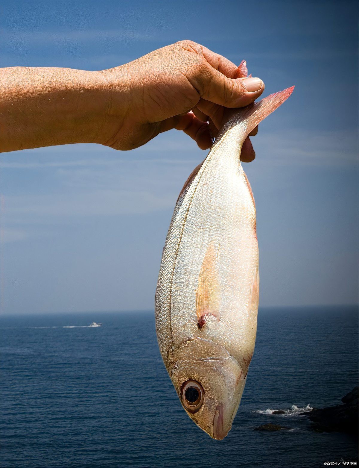 十大無刺魚排名第一名，十大無刺魚中排名第一的無刺魚\
