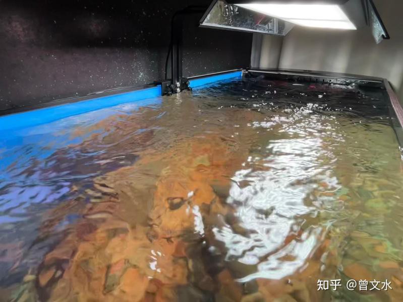 沁水水族店，沁水縣龍港鎮水晶水族館 沁水水族店，沁水縣龍港鎮水晶水族館 全國水族館企業名錄 第2張