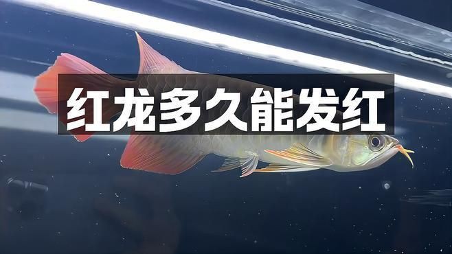 紅龍發(fā)色周期查詢，嗶哩嗶哩紅龍魚多久能發(fā)紅科技微瀾紅龍魚發(fā)色揭秘