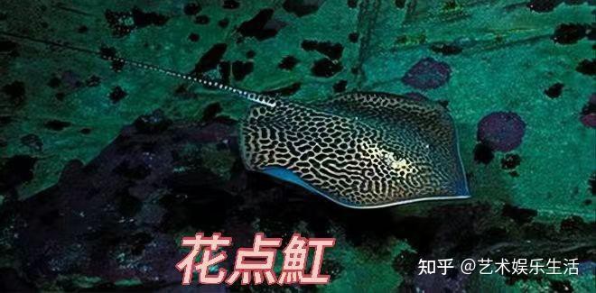 全球十大高端異形魚，全球十大高端異形魚品種 全球十大高端異形魚，全球十大高端異形魚品種 龍魚論壇 第4張