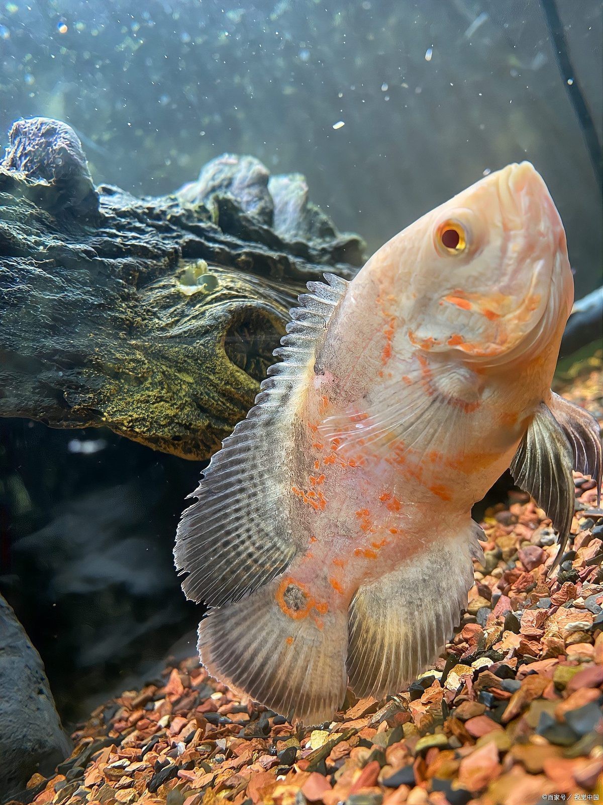 全球十大高端異形魚，全球十大高端異形魚品種 全球十大高端異形魚，全球十大高端異形魚品種 龍魚論壇 第3張