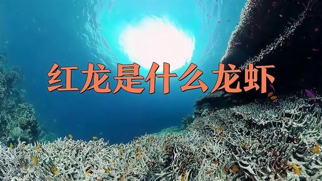 紅龍與其他龍種的區(qū)別，紅龍魚(yú)品種大揭秘