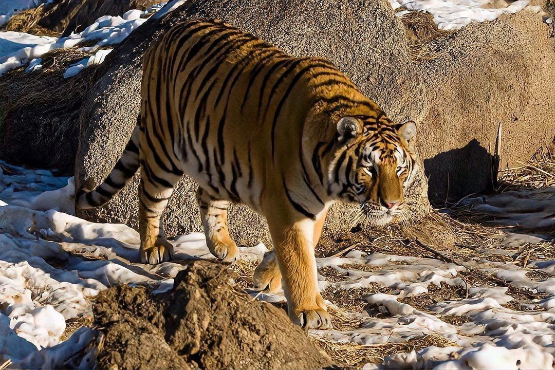 老虎圖片，農民日報，生龍活虎鬧新春:萌虎帥虎威風虎 老虎圖片，農民日報，生龍活虎鬧新春:萌虎帥虎威風虎 龍魚百科 第28張