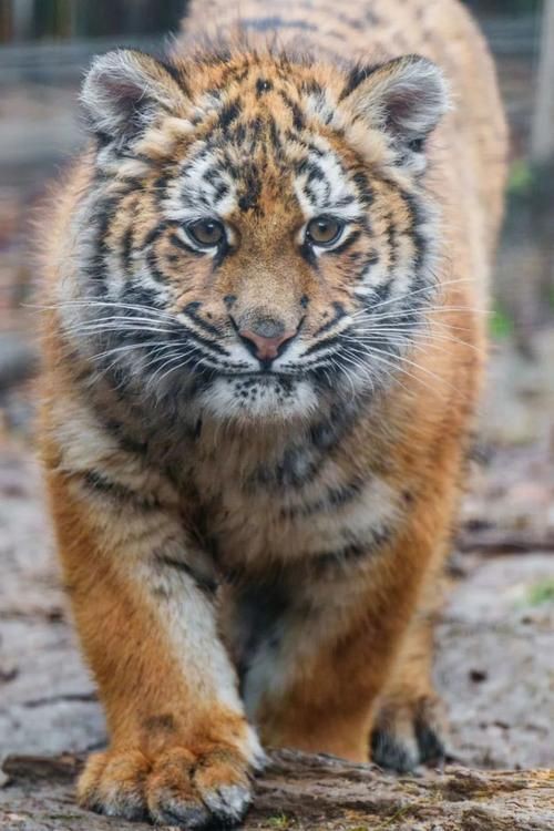 老虎圖片，農民日報，生龍活虎鬧新春:萌虎帥虎威風虎 老虎圖片，農民日報，生龍活虎鬧新春:萌虎帥虎威風虎 龍魚百科 第11張