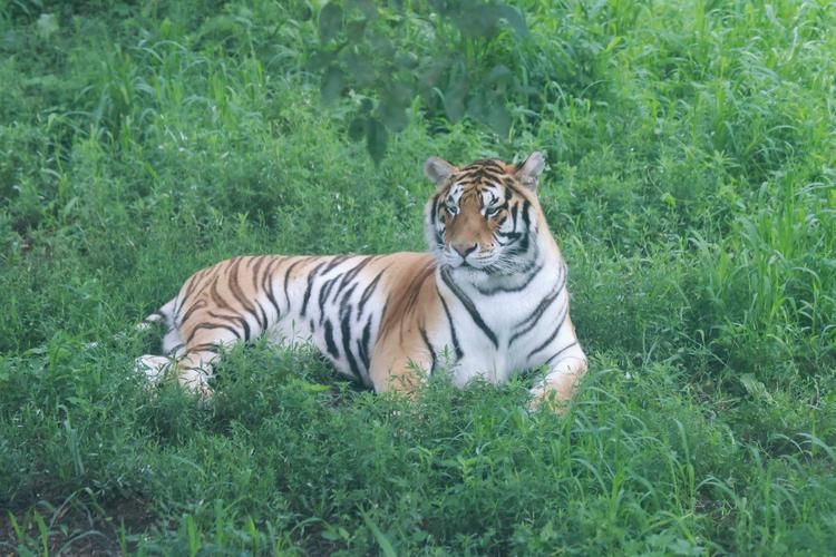 老虎圖片，農民日報，生龍活虎鬧新春:萌虎帥虎威風虎 老虎圖片，農民日報，生龍活虎鬧新春:萌虎帥虎威風虎 龍魚百科 第20張