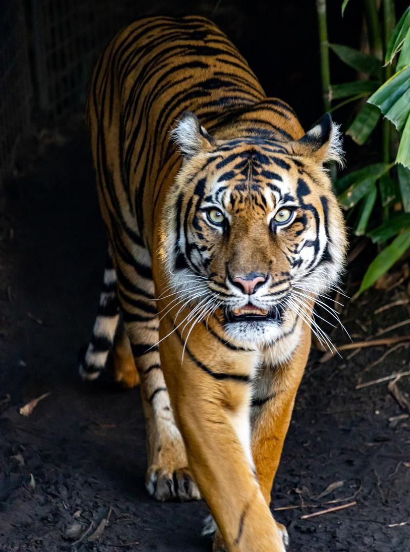 老虎圖片，農民日報，生龍活虎鬧新春:萌虎帥虎威風虎 老虎圖片，農民日報，生龍活虎鬧新春:萌虎帥虎威風虎 龍魚百科 第3張