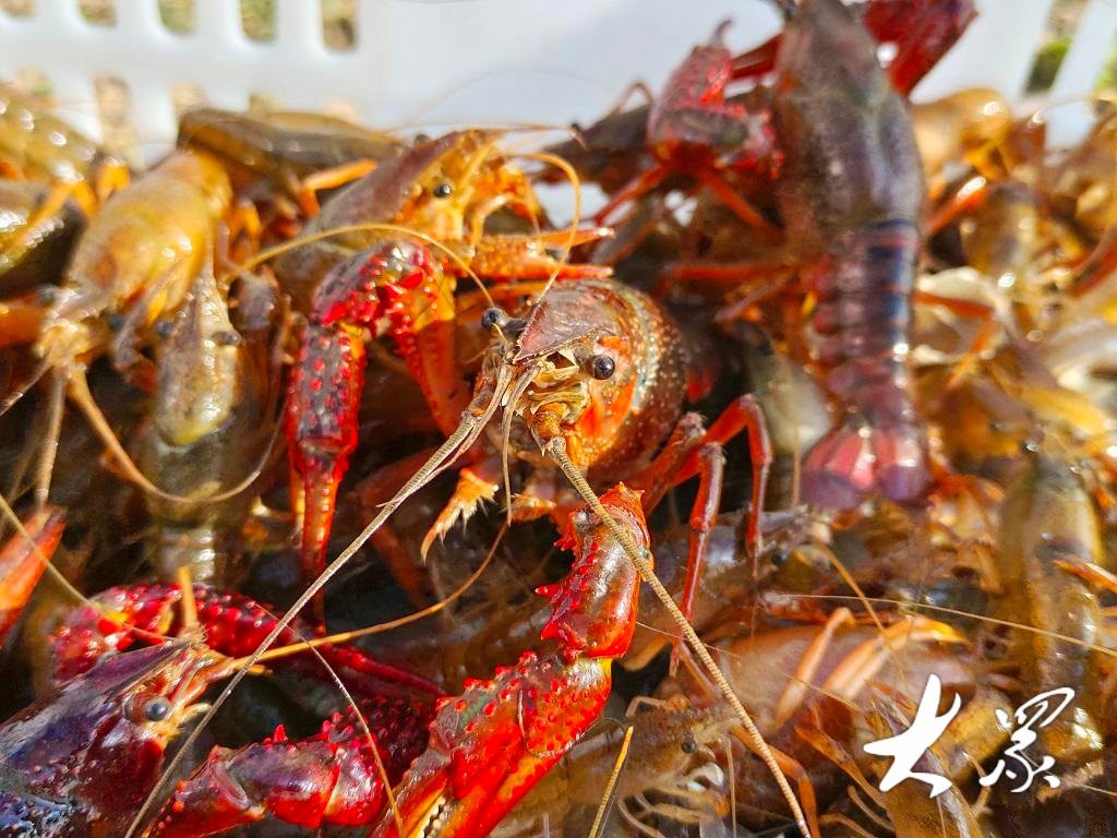 禮縣龍魚店，關于禮縣龍魚店的公開資料