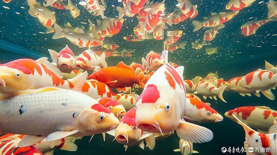 棗強龍魚店，廈門吃喝玩樂爆料棗強縣碧海水族館(脆魚界翹楚