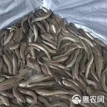 廣東哪里可以購買到雷龍魚？，在廣東，有多個渠道可以買到雷龍魚，當地水產市場是常見選擇
