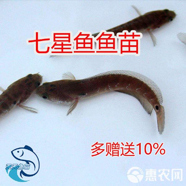 廣東哪里可以購買到雷龍魚？，在廣東，有多個渠道可以買到雷龍魚，當地水產市場是常見選擇