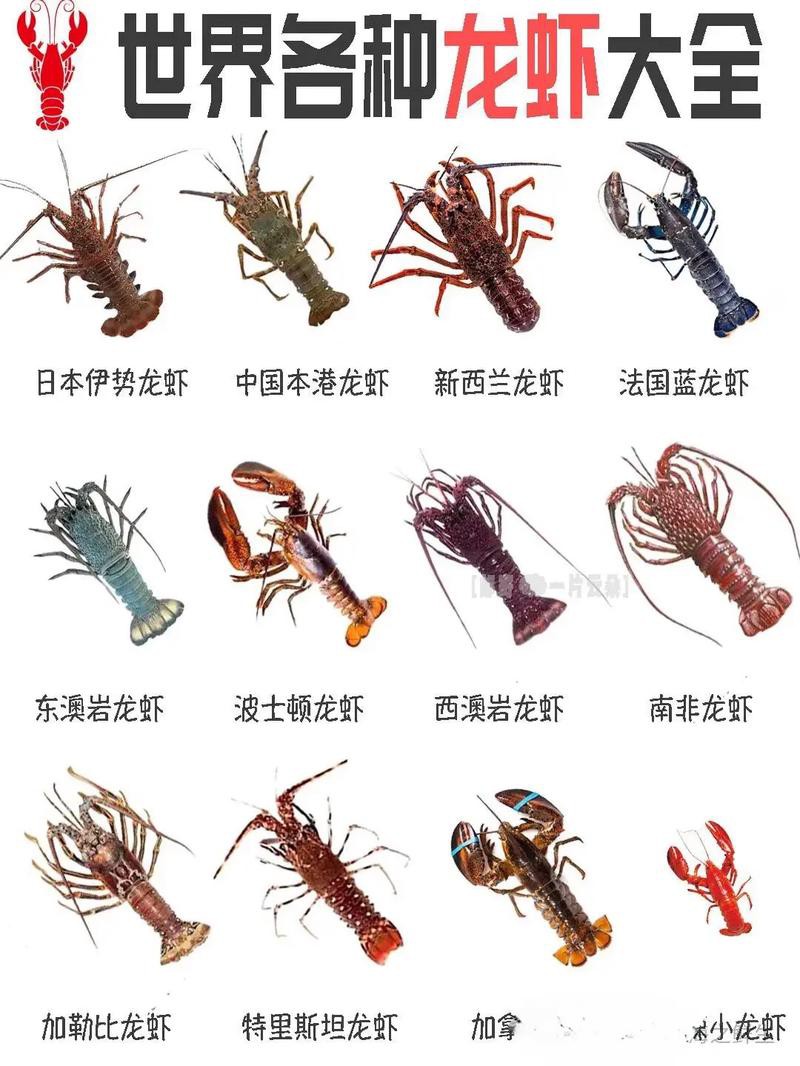 十大龍蝦圖片，全球十大龍蝦品種，波士頓龍蝦上榜，第三最為稀有富農(nóng)園