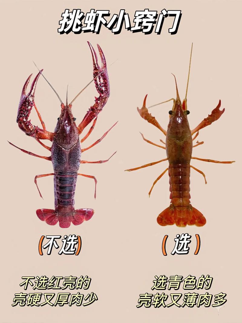 十大龍蝦圖片，全球十大龍蝦品種，波士頓龍蝦上榜，第三最為稀有富農(nóng)園