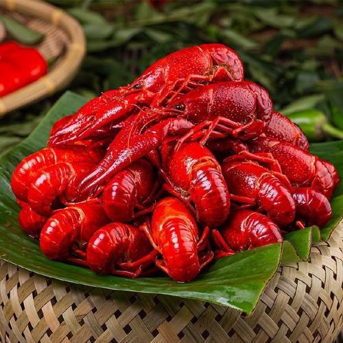 十大龍蝦圖片，全球十大龍蝦品種，波士頓龍蝦上榜，第三最為稀有富農(nóng)園