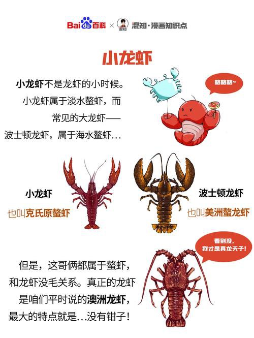 十大龍蝦圖片，全球十大龍蝦品種，波士頓龍蝦上榜，第三最為稀有富農(nóng)園
