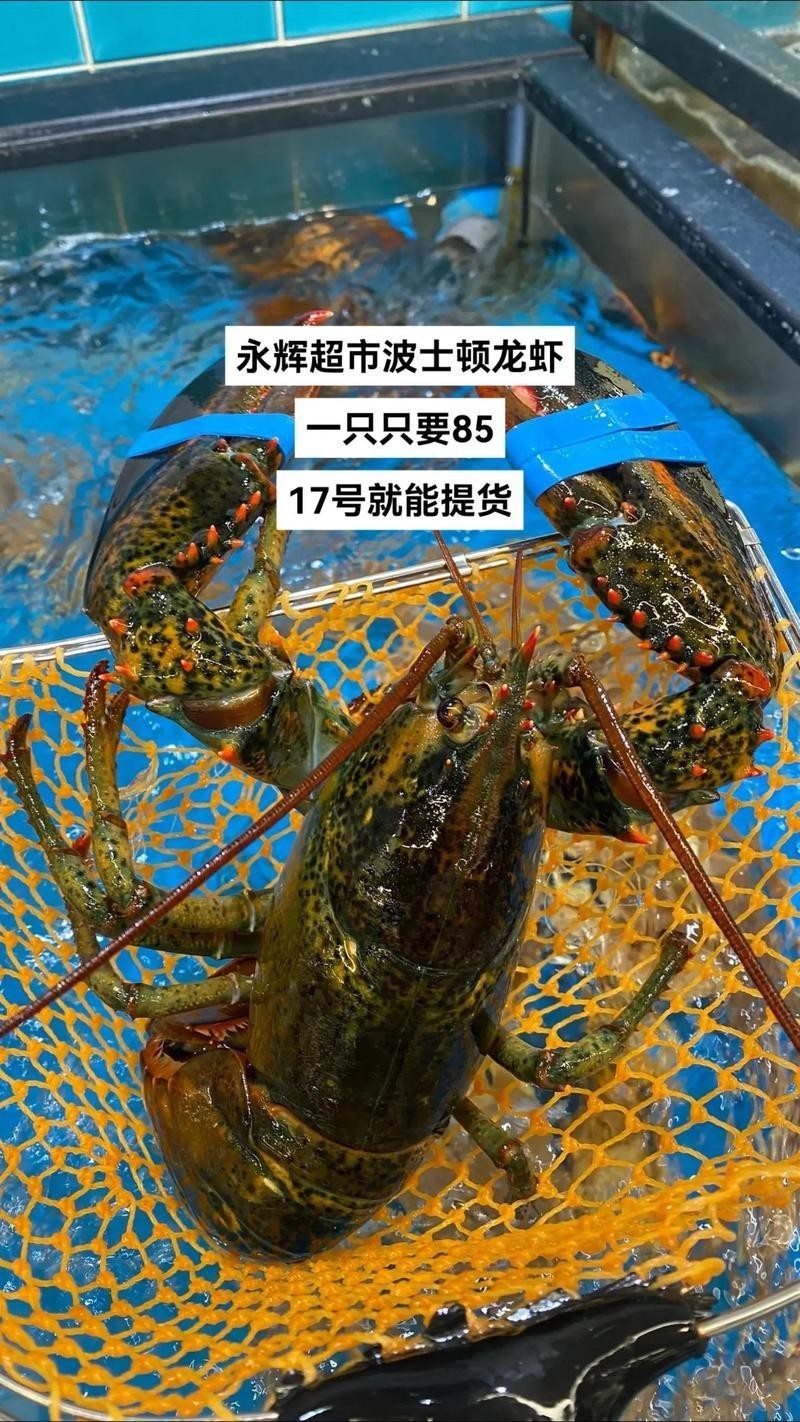 十大龍蝦圖片，全球十大龍蝦品種，波士頓龍蝦上榜，第三最為稀有富農(nóng)園