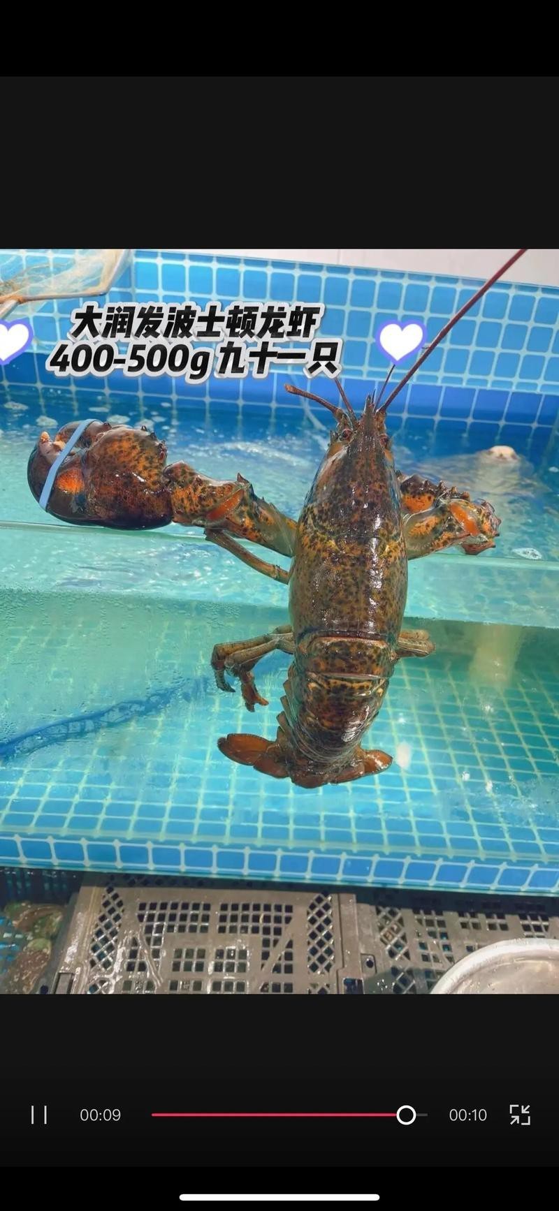 十大龍蝦圖片，全球十大龍蝦品種，波士頓龍蝦上榜，第三最為稀有富農(nóng)園