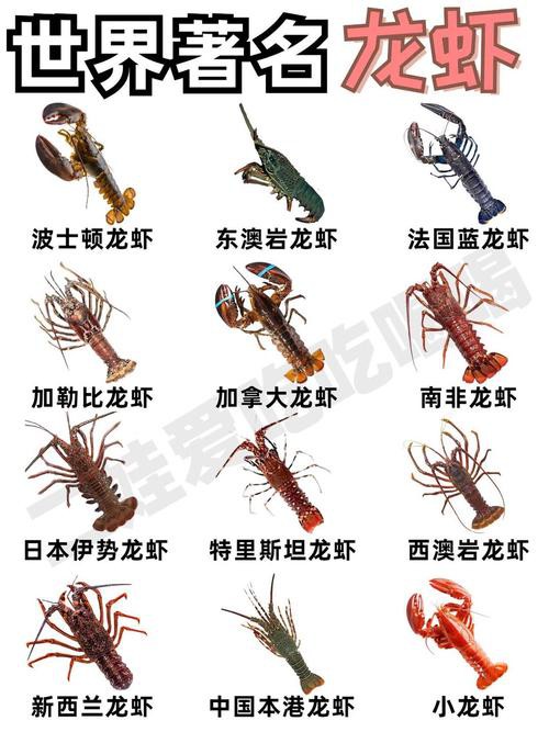 十大龍蝦圖片，全球十大龍蝦品種，波士頓龍蝦上榜，第三最為稀有富農(nóng)園