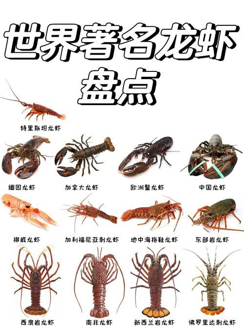 十大龍蝦圖片，全球十大龍蝦品種，波士頓龍蝦上榜，第三最為稀有富農(nóng)園