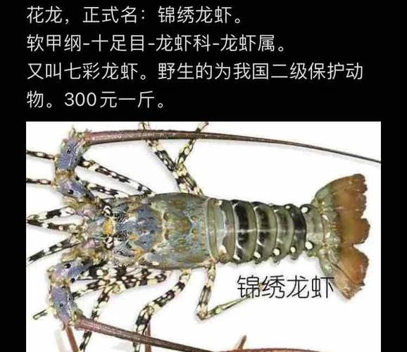 十大龍蝦圖片，全球十大龍蝦品種，波士頓龍蝦上榜，第三最為稀有富農(nóng)園
