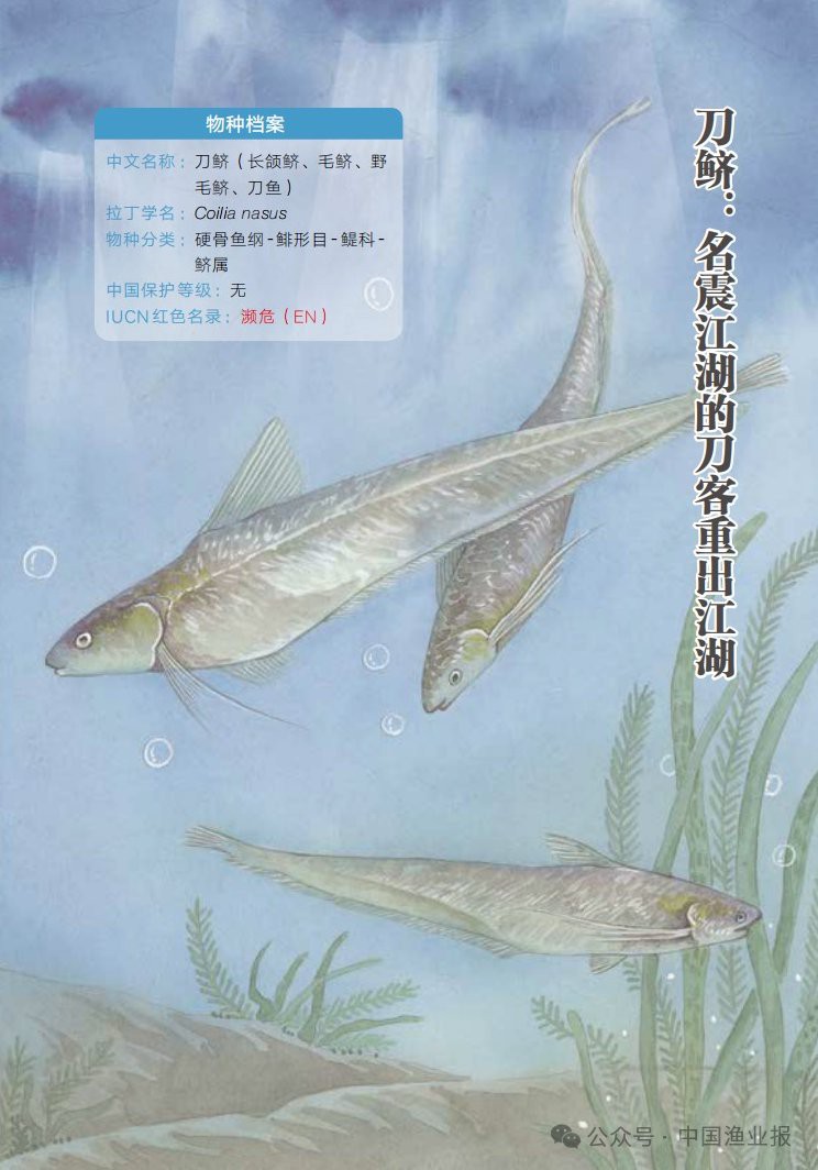 刀魚最好三個品種，《刀魚最好三個品種》