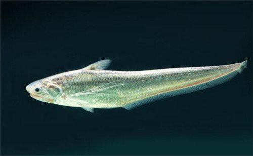刀魚最好三個品種，《刀魚最好三個品種》