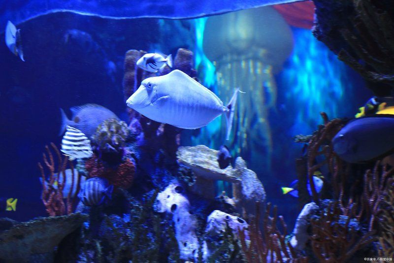 泉州水族店，泉州的水族店頗具品種，而非普通