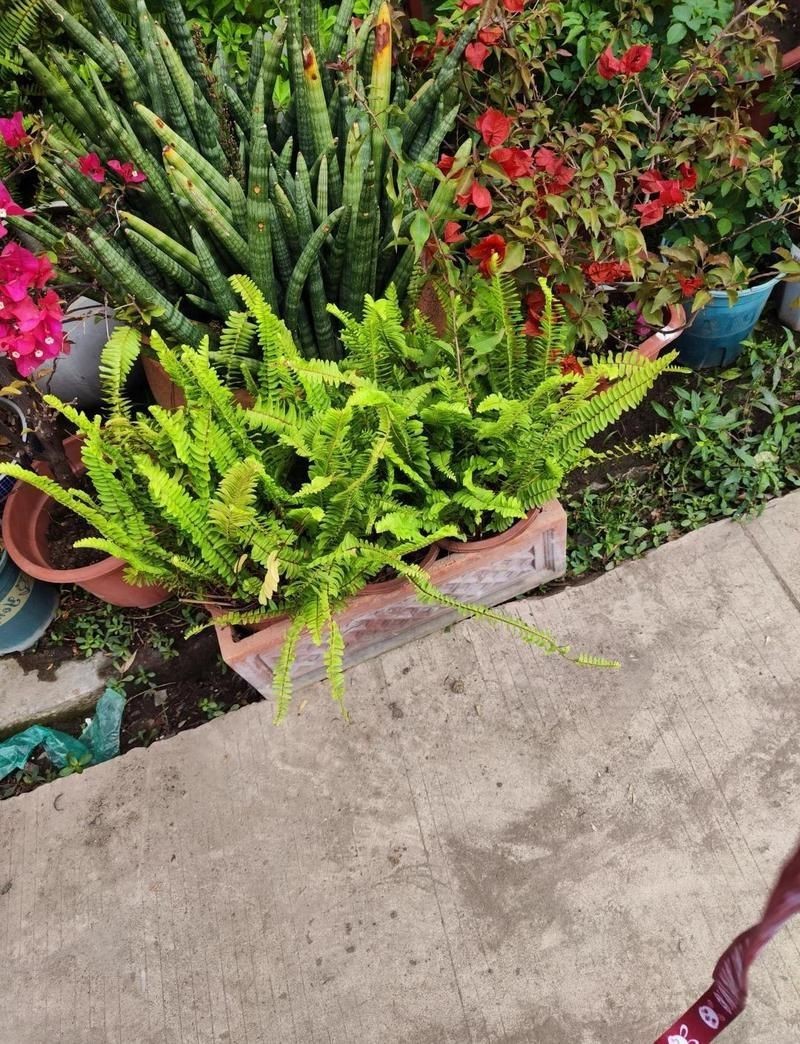 羅漢魚最便宜的三個地方，羅漢魚價格一般多少錢？