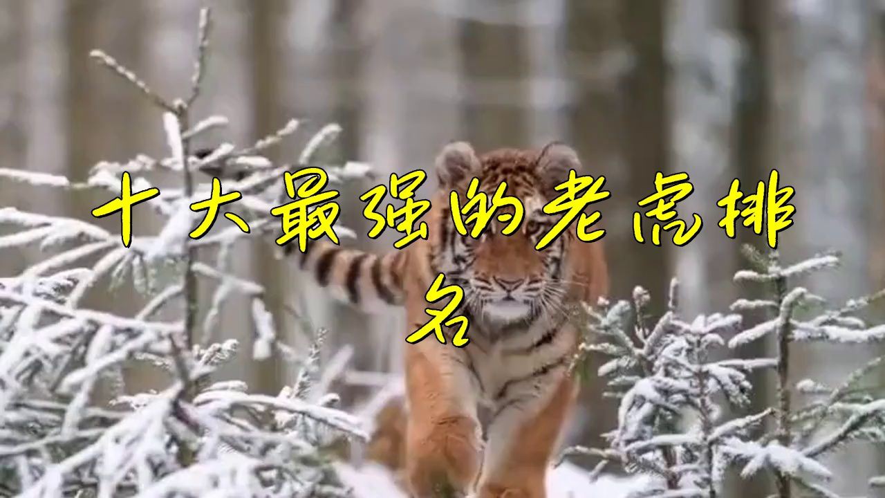老虎最強(qiáng)第一名是誰，老虎界真正的王者五大猛虎排行揭秘第一名不是東北虎