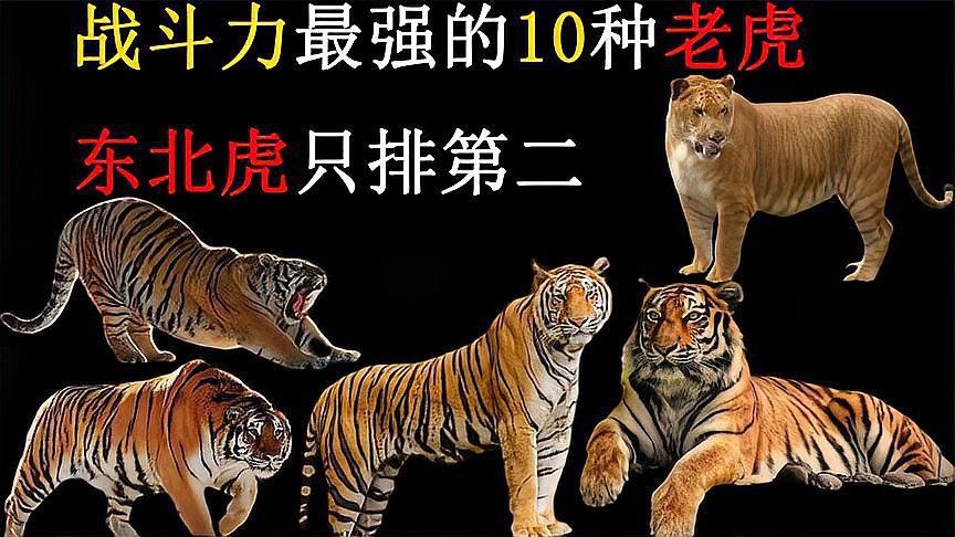 老虎最強(qiáng)第一名是誰，老虎界真正的王者五大猛虎排行揭秘第一名不是東北虎