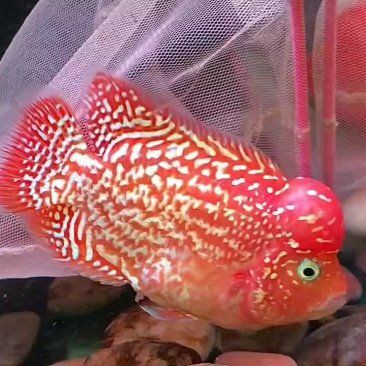 羅漢魚批發價目表，羅漢魚價格多少一條 羅漢魚批發價目表，羅漢魚價格多少一條 龍魚百科 第4張