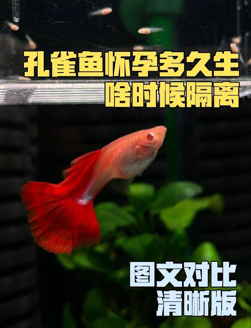老虎魚懷孕幾個月了，孔雀魚懷孕多久能生小魚兒百度貼吧孔雀魚懷孕全攻略 老虎魚懷孕幾個月了，孔雀魚懷孕多久能生小魚兒百度貼吧孔雀魚懷孕全攻略 龍魚百科 第2張