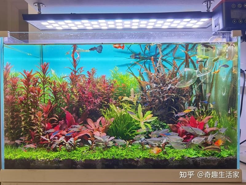 沒有水草燈可以養水草嗎，沒有水草燈可以養水草嗎沒有水草燈可以養水草嗎 沒有水草燈可以養水草嗎，沒有水草燈可以養水草嗎沒有水草燈可以養水草嗎 龍魚百科 第2張