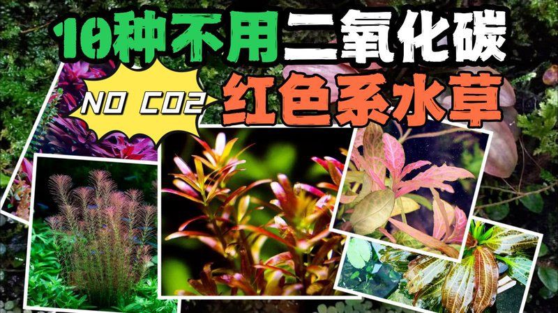 沒有水草燈可以養水草嗎，沒有水草燈可以養水草嗎沒有水草燈可以養水草嗎 沒有水草燈可以養水草嗎，沒有水草燈可以養水草嗎沒有水草燈可以養水草嗎 龍魚百科 第1張