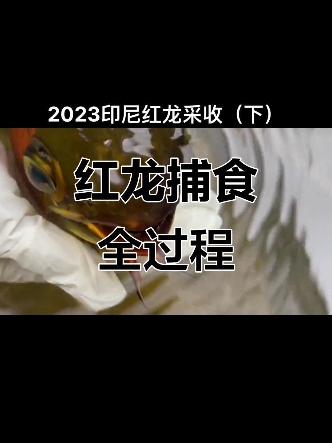 紅龍魚獵食瞬間視頻，印尼紅龍魚吃食大揭秘紅龍魚捕食過程大揭秘