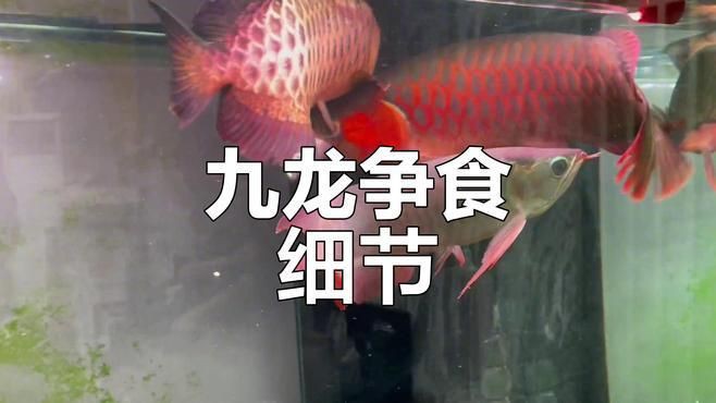 紅龍魚獵食瞬間視頻，印尼紅龍魚吃食大揭秘紅龍魚捕食過程大揭秘