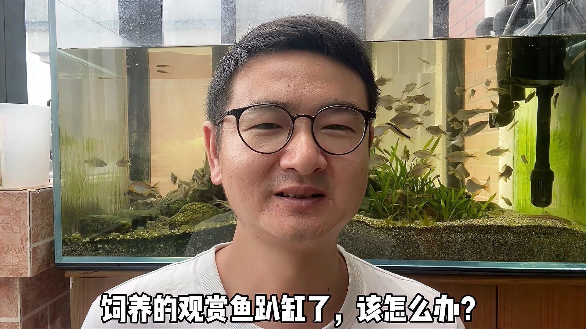 紅龍趴缸的原因分析，紅龍趴缸怎么辦