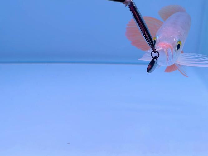 有沒有更多紅龍魚發色好的圖片？，紅龍魚發色各階段的對比圖