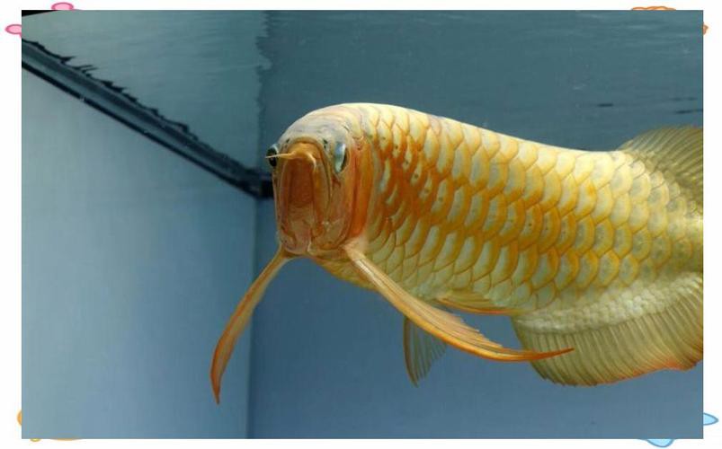 有沒有更多紅龍魚發色好的圖片？，紅龍魚發色各階段的對比圖