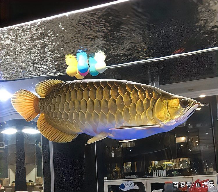 有沒有更多紅龍魚發色好的圖片？，紅龍魚發色各階段的對比圖