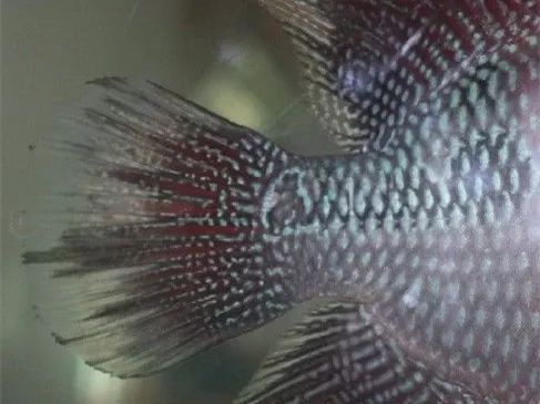 羅漢魚起沙過程最忌諱什么，羅漢魚起沙過程中最忌諱什么事項