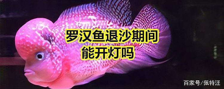 羅漢魚起沙過程最忌諱什么，羅漢魚起沙過程中最忌諱什么事項