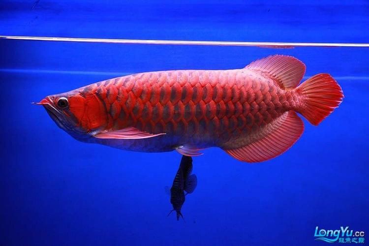 給我一些高清的全龍魚圖片，zili龍魚品種圖片知名龍魚水族中文門戶網(wǎng)站 給我一些高清的全龍魚圖片，zili龍魚品種圖片知名龍魚水族中文門戶網(wǎng)站 龍魚百科 第16張