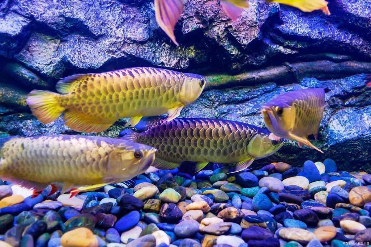給我一些高清的全龍魚圖片，zili龍魚品種圖片知名龍魚水族中文門戶網(wǎng)站 給我一些高清的全龍魚圖片，zili龍魚品種圖片知名龍魚水族中文門戶網(wǎng)站 龍魚百科 第12張