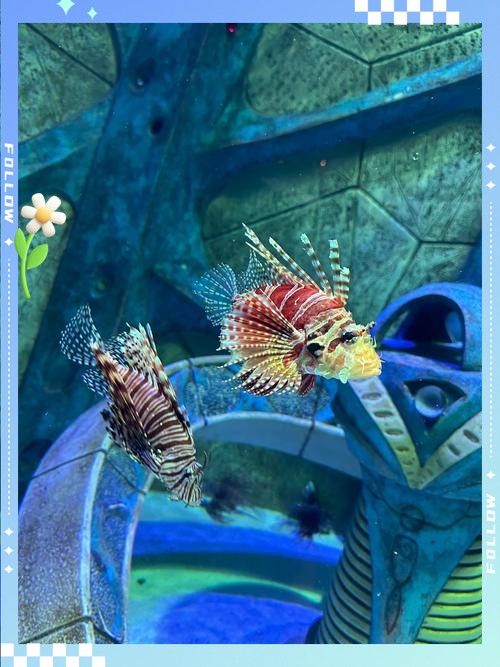 海棠水族店，三亞海棠灣亞特蘭蒂斯水族館：海底王國的奇幻之旅 海棠水族店，三亞海棠灣亞特蘭蒂斯水族館：海底王國的奇幻之旅 全國水族館企業(yè)名錄 第6張