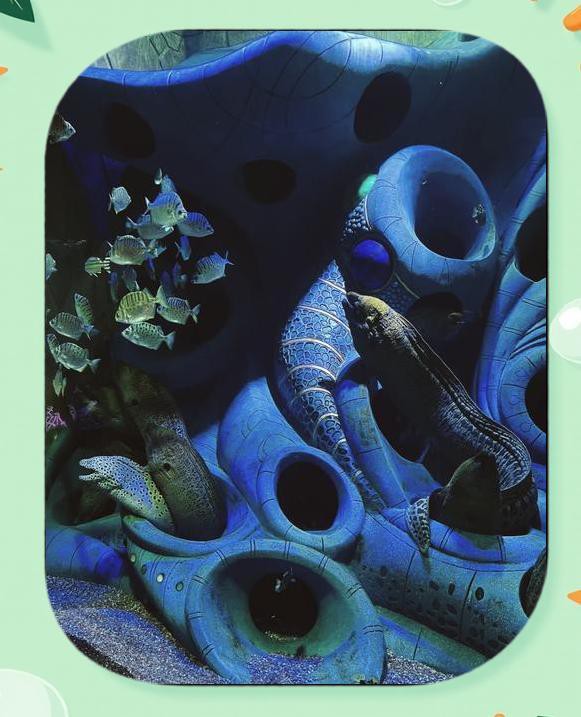 海棠水族店，三亞海棠灣亞特蘭蒂斯水族館：海底王國的奇幻之旅 海棠水族店，三亞海棠灣亞特蘭蒂斯水族館：海底王國的奇幻之旅 全國水族館企業(yè)名錄 第1張