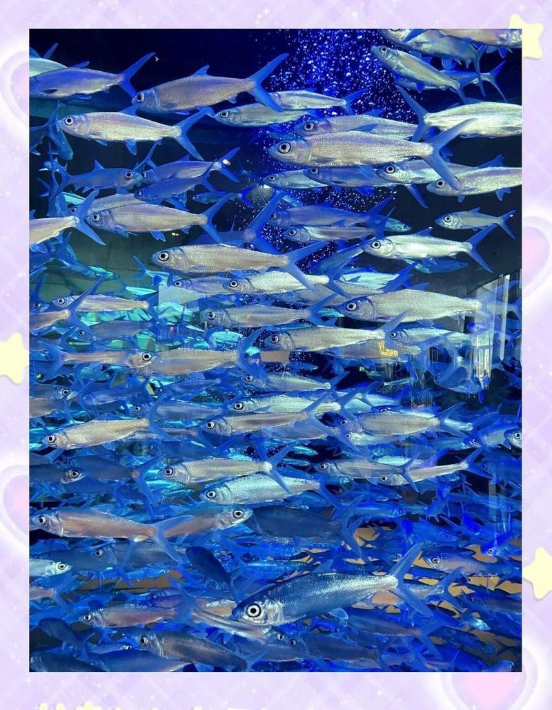 海棠水族店，三亞海棠灣亞特蘭蒂斯水族館：海底王國的奇幻之旅 海棠水族店，三亞海棠灣亞特蘭蒂斯水族館：海底王國的奇幻之旅 全國水族館企業(yè)名錄 第5張