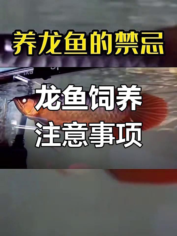 養龍魚有哪些常見的禁忌，《養龍魚常見禁忌摘要》