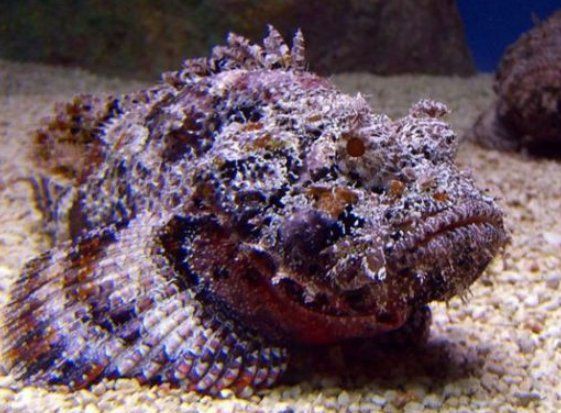 老虎魚毒性，世界上最毒的魚明學小課堂虎魚吃魚中毒有哪些癥狀