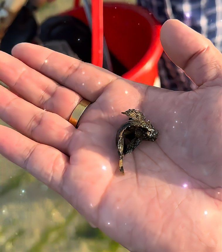 老虎魚毒性，世界上最毒的魚明學小課堂虎魚吃魚中毒有哪些癥狀