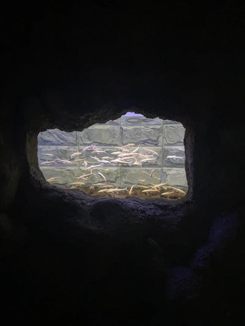 新鄉縣水族店，新鄉人民公園海洋館有哪些特色產品店